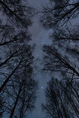 Starry sky above birch forest in winter