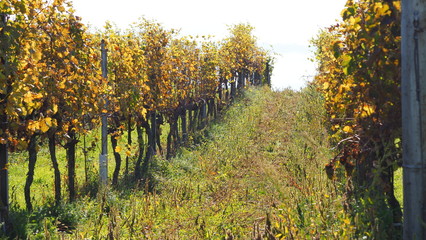 Naklejka premium Weingarten