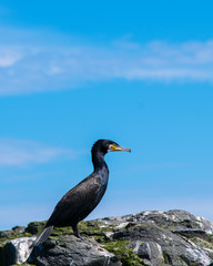 Cormorant shot at Farne Island