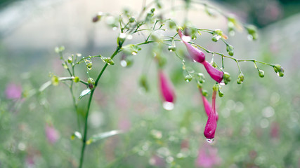 Water drops on purple flowers.