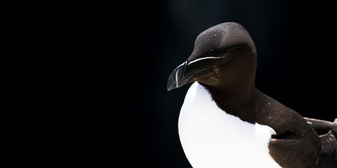 Razorbill shot at Farne Island
