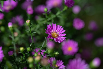 Obraz premium 雨に濡れたクジャクソウの花