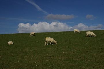 Schafe auf pellwormer Deich