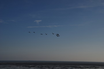 Wildgänse über der Nordsee © Guido Miller