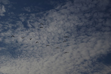 Wildgänse © Guido Miller