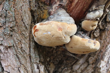 wild mushrooms on the tree