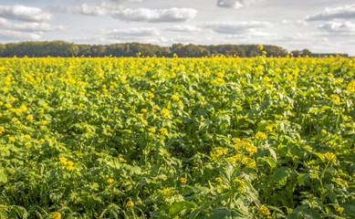 Fototapeta na wymiar Yellow flowering rapeseed on a large Dutch field in the summer season