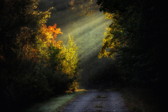 Romantic autumn landscape with rays of sunlight in the misty, foggy forest