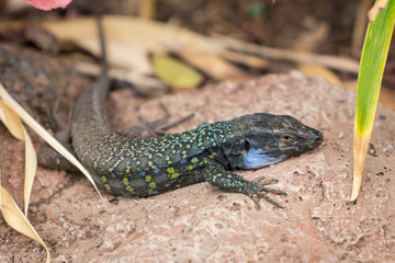 Lizard Gallotia galloti (Western Canaries Lizard) closeup in natural habitat.
