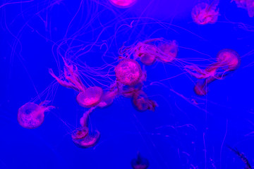 A purple-striped jellyfish in the aquarium. Background.