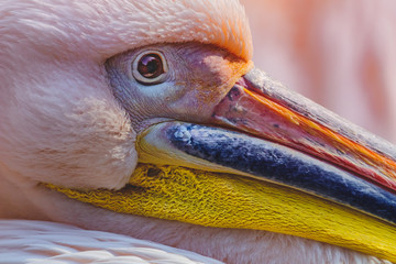 Closeup portrait of a Great white pelican (Pelecanus onocrotalus)