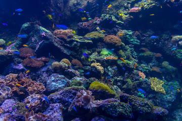 Naklejka na ściany i meble The bright underwater world of corals.