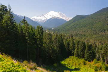 Mount Rainier and cedar forest