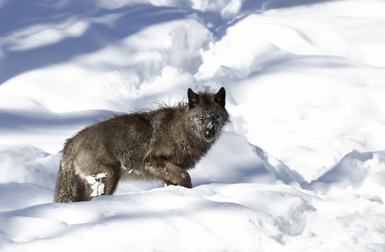 Fototapeta A lone Black wolf (Canis lupus) isolated on white background walking in the winter snow in Canada