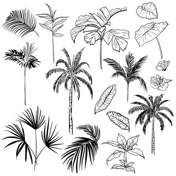 Set of  vector  beautiful hand drawing artistic tropical and leves with exotic forest.