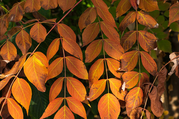 Orange Blätter in Reihe - Herbsthintergrund
