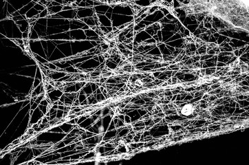 spider web,halloween