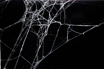 spider web,halloween - Powered by Adobe
