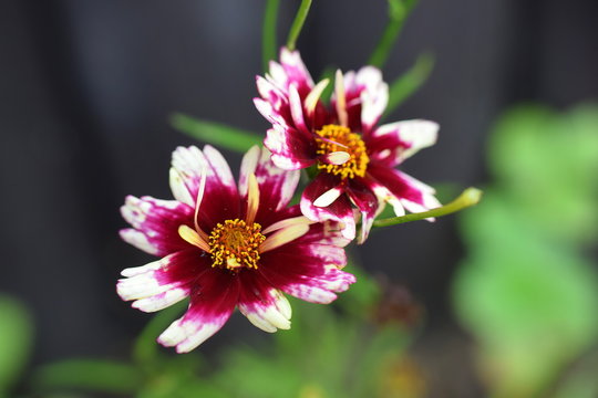 flower of Coreopsis 'Ruby Frost' , american variety