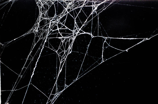 spider web,halloween