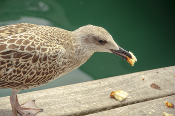 Seagull, bird, gull, sea, water, nature, animal