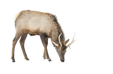 Bull Elk isolated against a white background standing in the winter snow in Canada