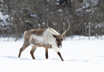 Fototapeta premium Caribou walking in the snow in Canada