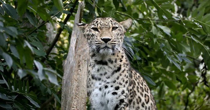 ceylon Sri Lankan leopard, (Panthera pardus kotiya)