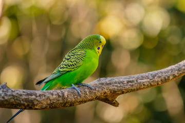 Closeup photo of a green Budgerigar (Melopsittacus undulatus) standing on a branch