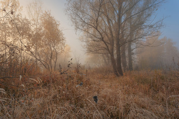 Obraz na płótnie Canvas Early foggy morning in autumn forest. Beautiful dreamy scene with hoarfrost on trees, bushes and dry grass.