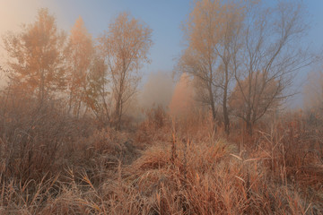 Obraz na płótnie Canvas Early foggy morning in autumn forest. Beautiful dreamy scene with hoarfrost on trees, bushes and dry grass.