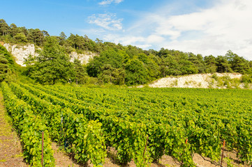 Fototapeta na wymiar Vignes de Champagne à Cuis