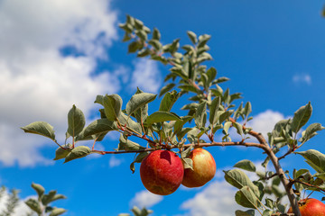 red apples on a branch and blu sky