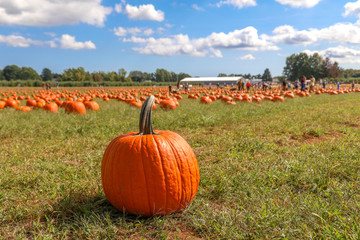 pumpkins in the field