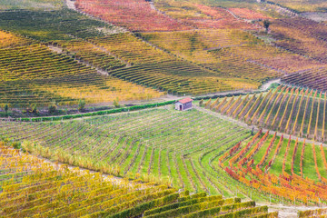 Rows of orange, yellow and green vineyards on the hill in autumn in Piedmont, Northern Italy, Europe,