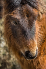 Fototapeta premium Placid young Wild Pony on Bodmin Moor, Cornwall