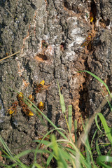hornets nest