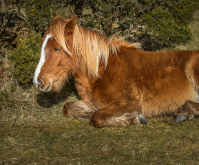 Young Wild Pony Snoozing, Bodmin Moor, Cornwall