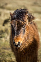 Warm Light on Wild Pony, Bodmin Moor, Cornwall