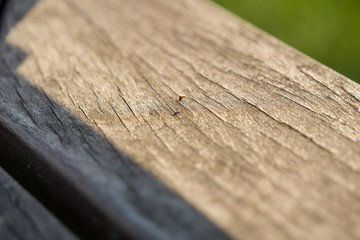 Mosquito on wood