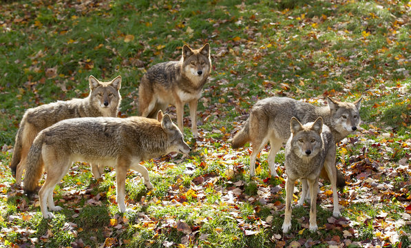 Coyotes (Canis latrans) standing in a grassy green field in autumn in Canada