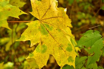 paints of autumn