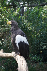 Seeadler 2