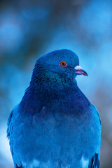 Photo of blue dove in winter in the forest, close-up