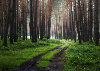 Fototapeta premium Forest way on a foggy morning