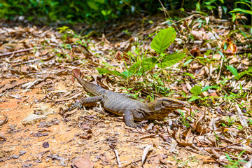 Varan lizard, Khlong Phanom National Park, Kapong, Phang-nga, Th