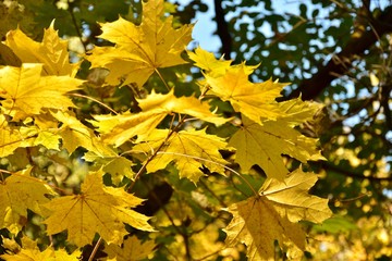 paints of autumn