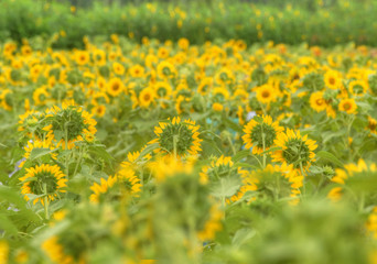 yellow flower field of dandelions