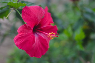Obraz premium Beautiful red Hibiscus flower blooming on a tree in the garden.