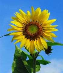 sunflower on background of blue sky